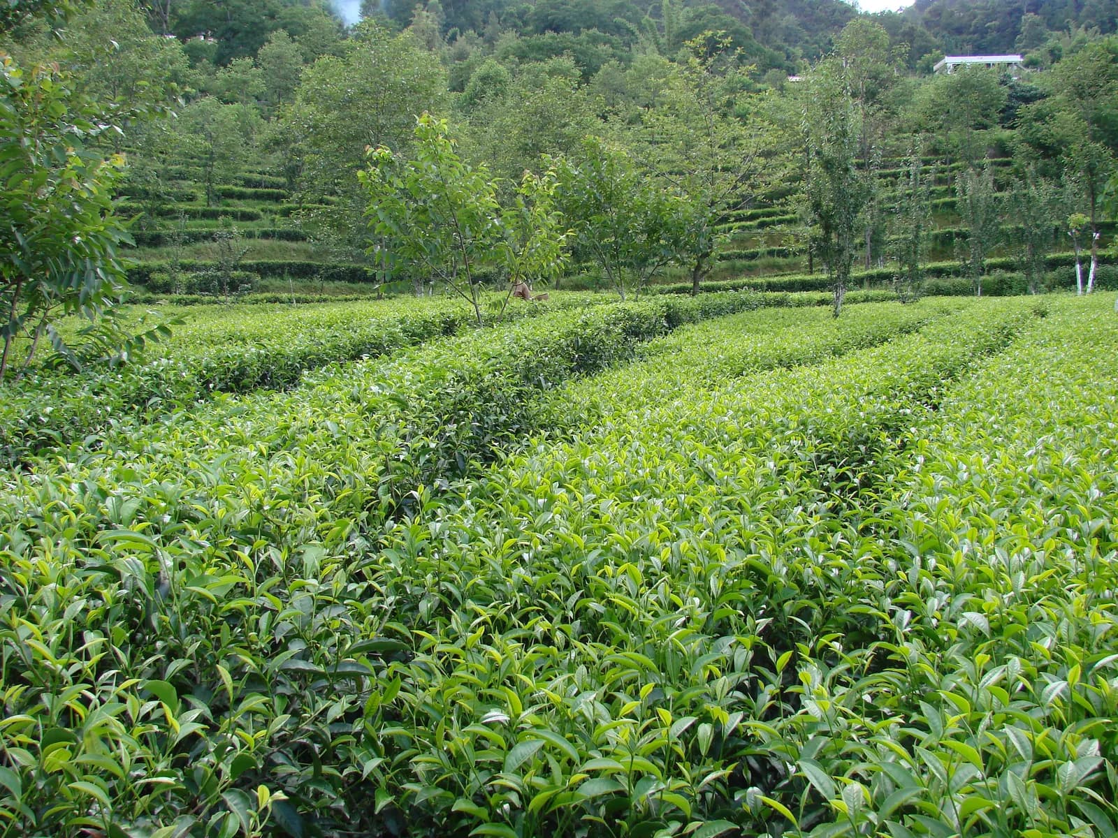 凤庆安石村层叠生态茶园